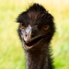 Emu Diet in Captivity. What Makes You Think Only Humans Can Go On A Diet?